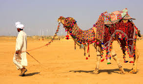 Desert safari with camels in Thar Desert